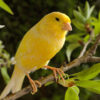 Canary Free to Good Home