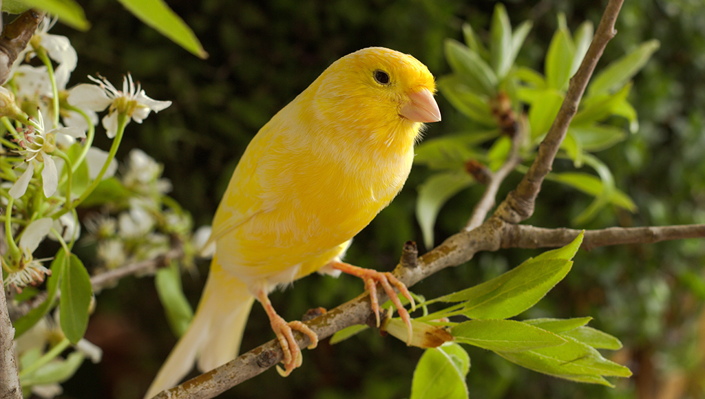 0uaByg6yn59i2IewW0BX82canaries are quiet companions.jpg