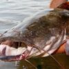 Female Catfish