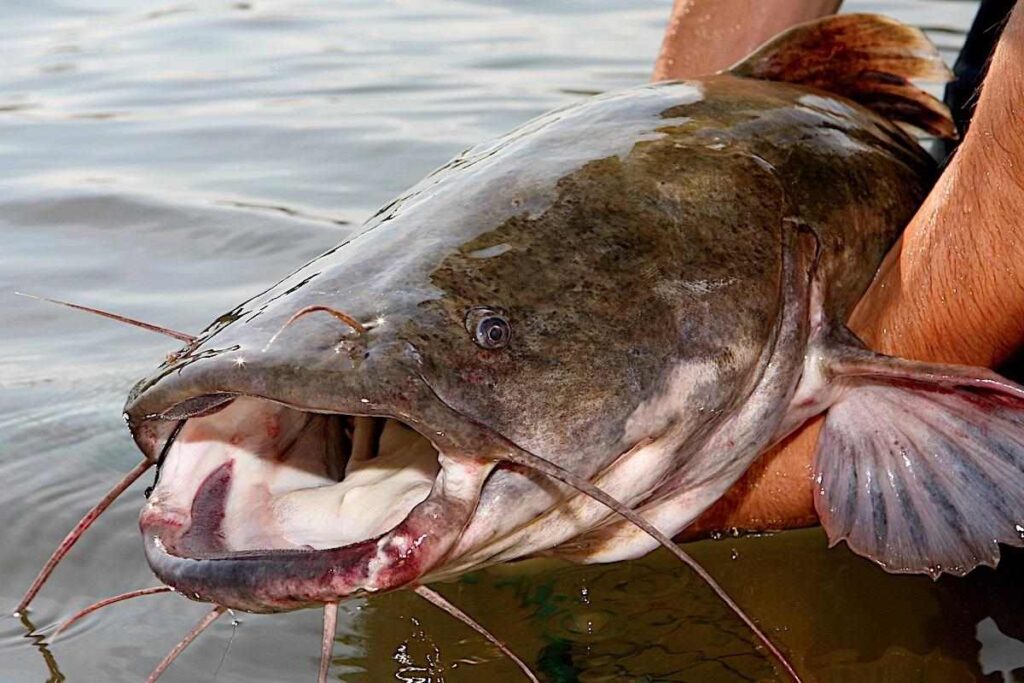 474680 gaf catfishfrombank hero 1200x800