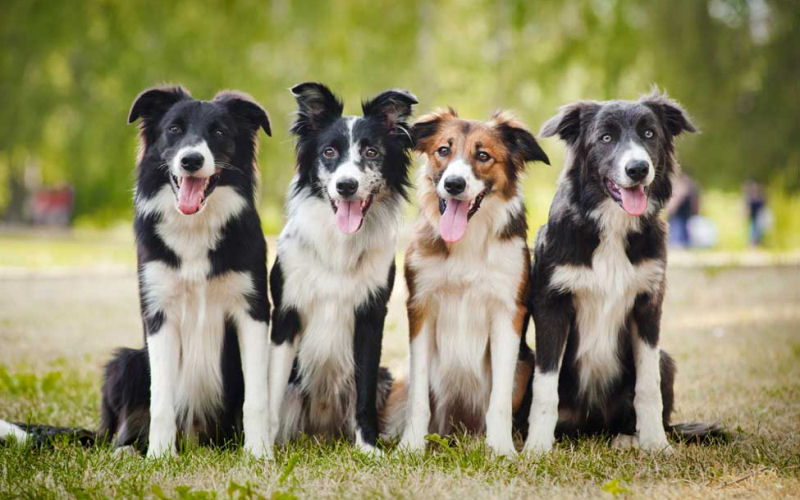 Border Collie : A Loyal and Energetic Canine Companion