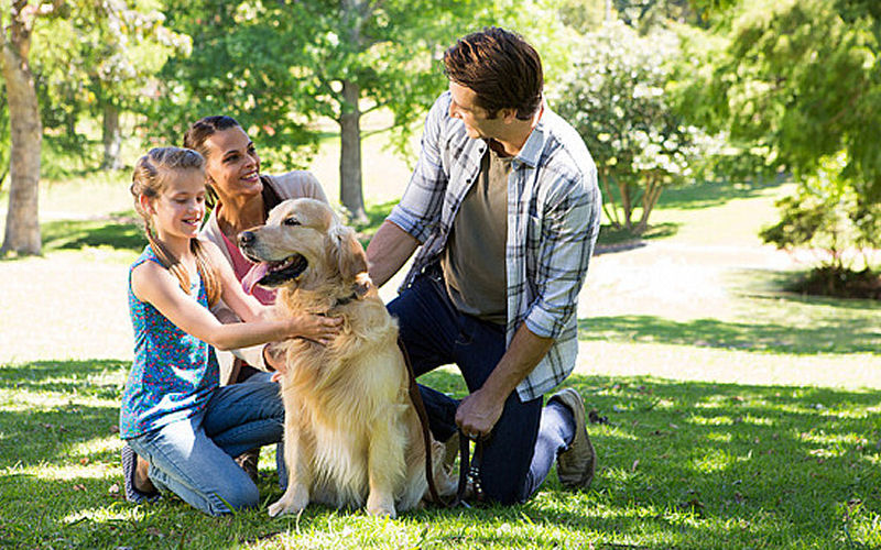 Dogs help their owners meet new people and form connections.