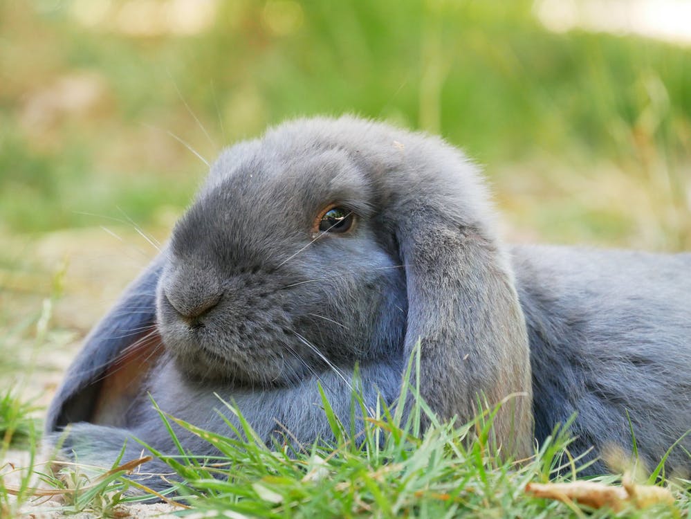 French Lop 3