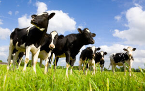 Livestock Nourishing Humanity and Shaping Societies