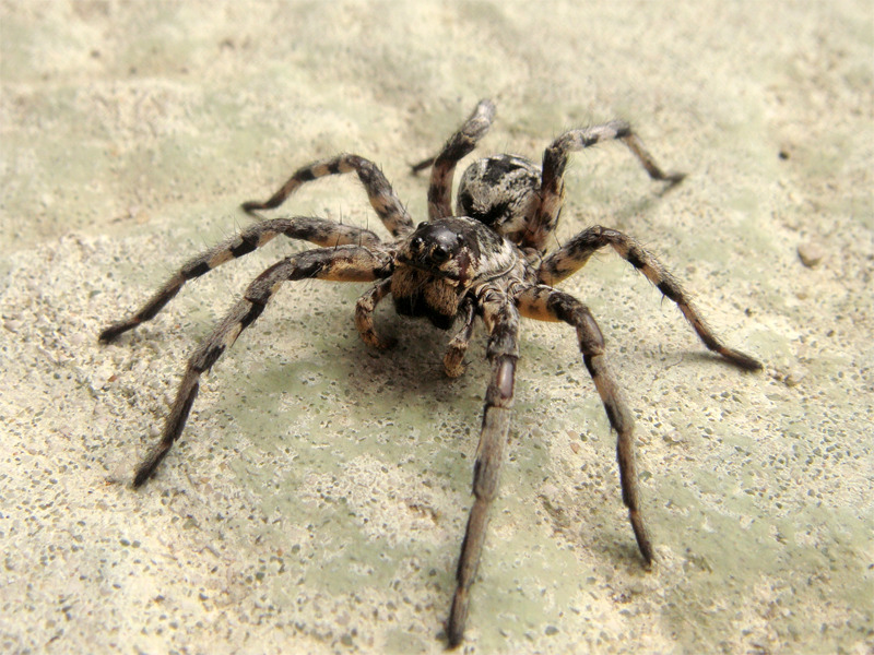 Lycosa tarantula