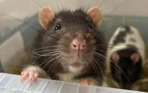 Pet Rats Intelligent, Social, and Endearing Companions