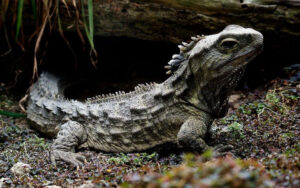 Reptiles Ancient Survivors of the Natural World