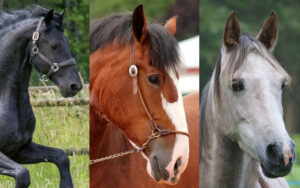 The Magnificent World of Horses Noble Companions of Humanity