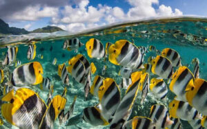 The World of Fish Diversity Adaptations, and Environmental Significance