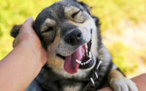 The positive impact of dog ownership on character development