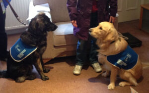 The role of dogs in community engagement