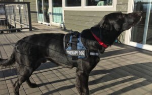 The role of therapy dogs in various therapeutic settings