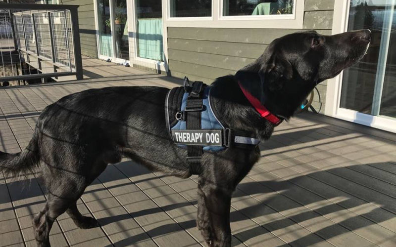 The role of therapy dogs in various therapeutic settings.