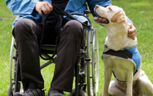 The specialized training service dogs undergo to assist people with disabilities