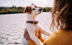 The unique bond between dogs and their owners