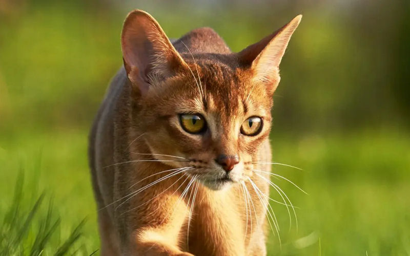 The Abyssinian Cat: A Graceful and Curious Companion from Ancient Lands