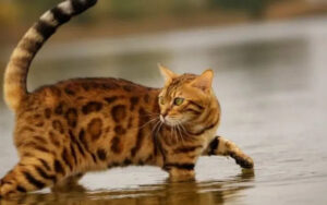 bengal