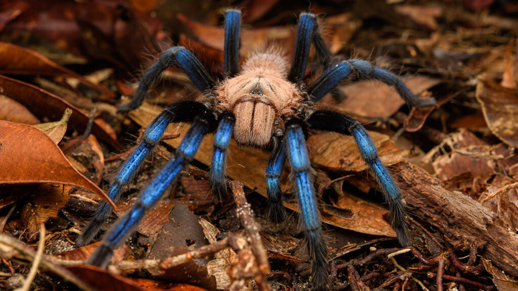 bluetarantula 16x9