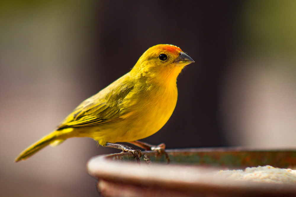 canary breach detection