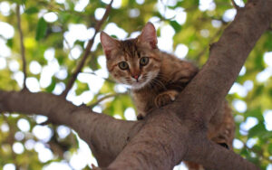 cat nine lives