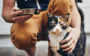 cat with food bowl