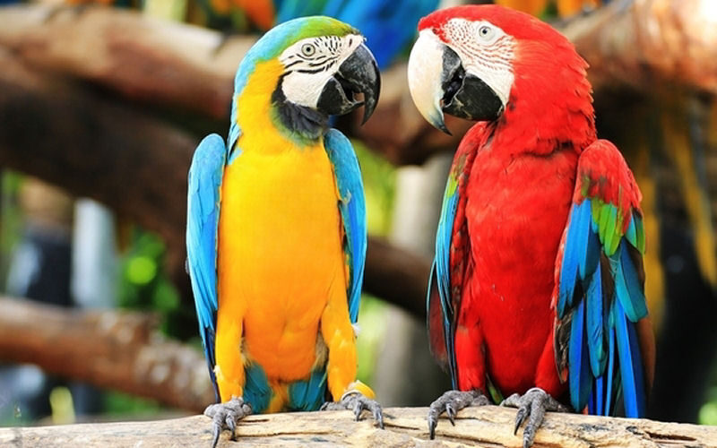 birds800x500 005