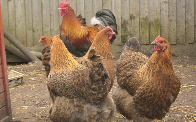 chickens800x500 001