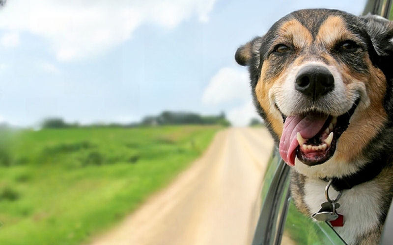 dogs800x500 019