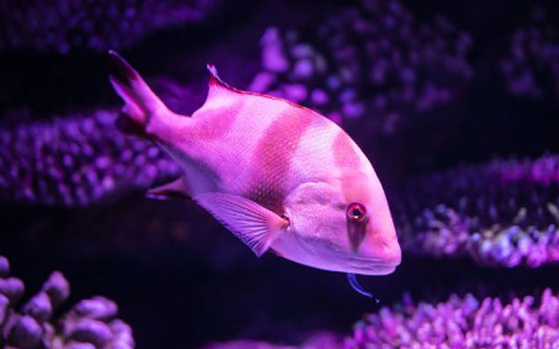 fish800x500 002
