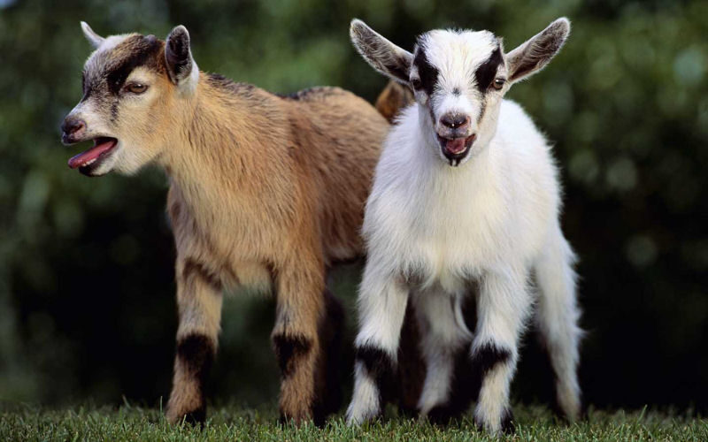 .goats800x500 003