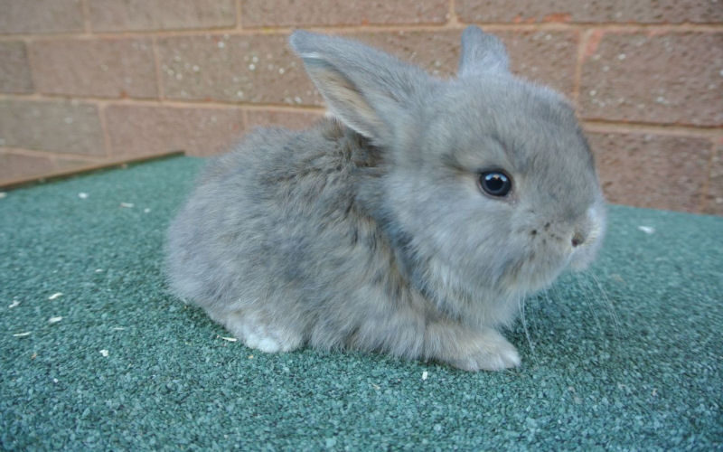 rabbits800x500 001