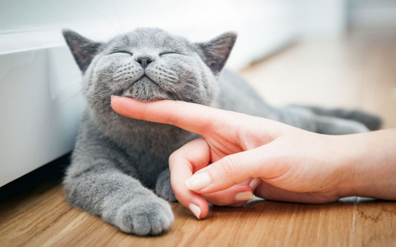 The Health Benefits of Cat Ownership