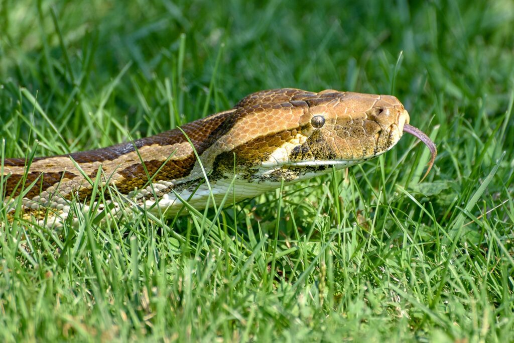 indian python web 2