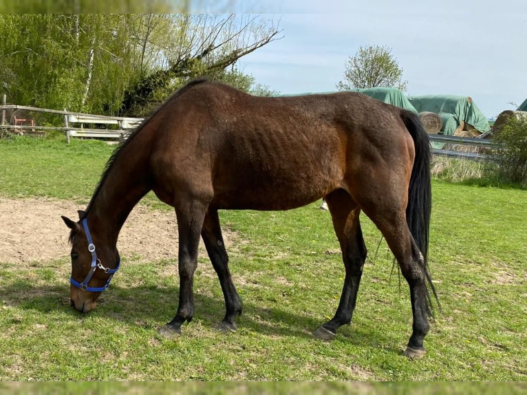 irish thoroughbred mare 15years 15 2 hh brown leisurehorses elze esbeck 318598e8 2adf 488d 900c 8b118a56c8e1