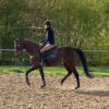 English Thoroughbred Mare 15H
