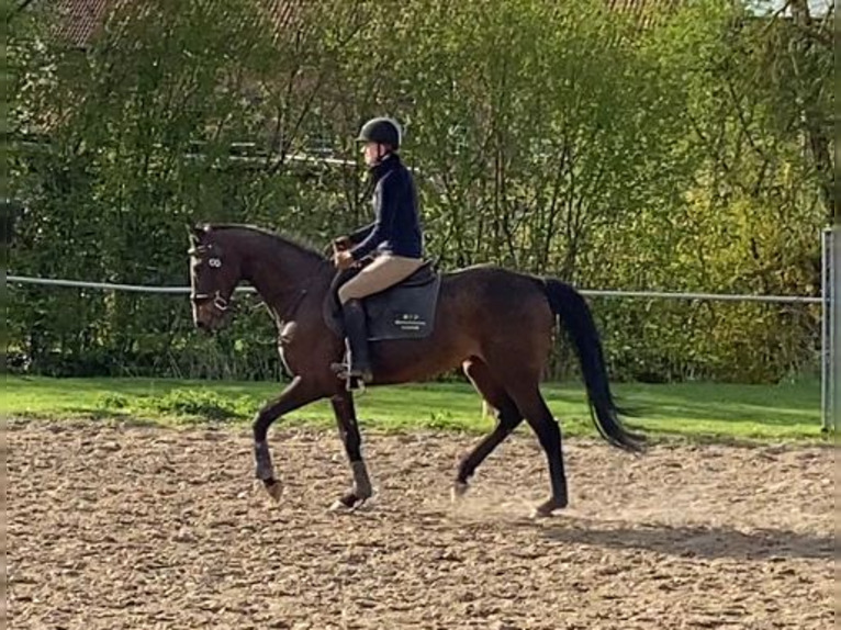 irish thoroughbred mare 15years 15 2 hh brown leisurehorses elze esbeck 5e41c239 4bea 4f29 ba1b 5f05a5e3a084