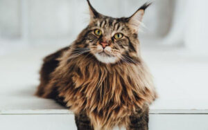 maine coon