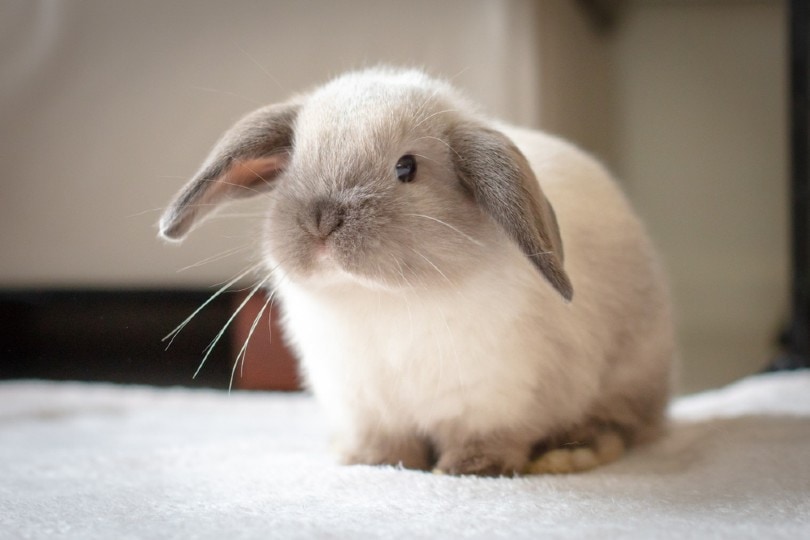 mini lop rabbit FiledIMAGE Shutterstock
