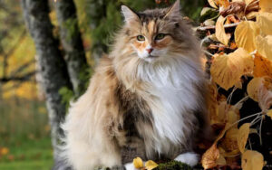 norwegian forest