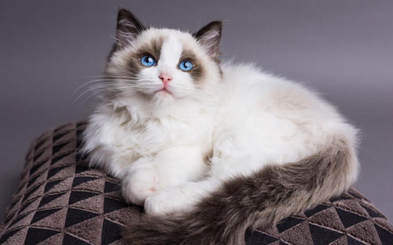 The Ragdoll Cat: Graceful Beauty with a Gentle Soul