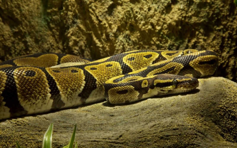 reptiles800x500 002