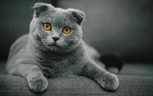 scottish fold