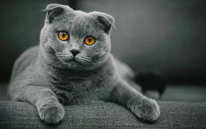 The Charm of Scottish Fold Cats: Endearing Ears and Gentle Personalities