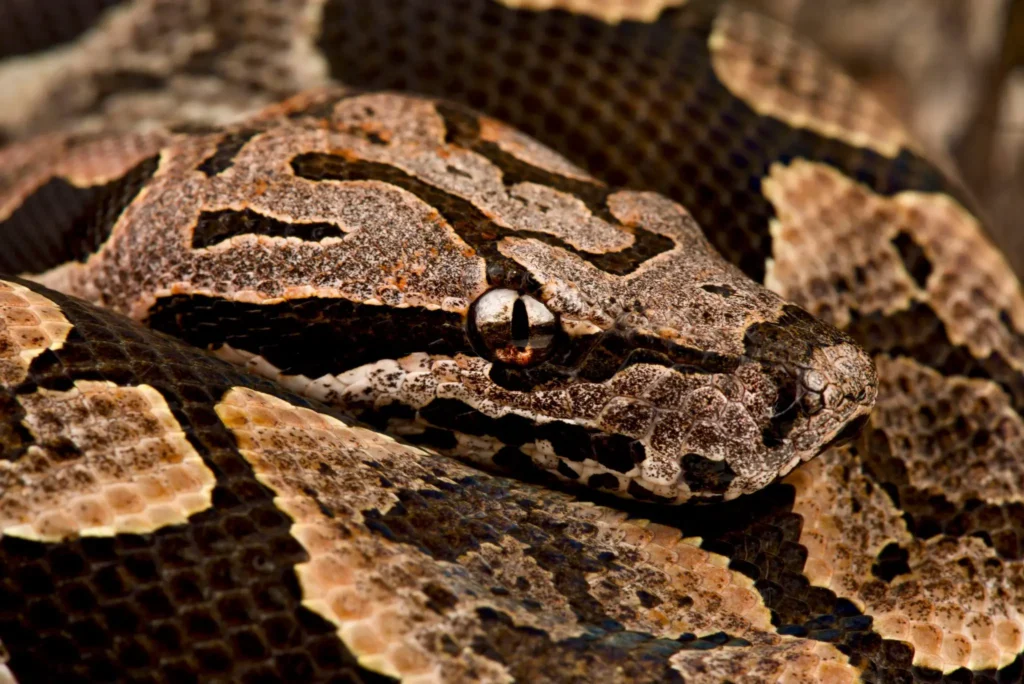 shutterstock 2046528932 2048x1367