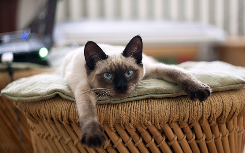 The Enigmatic Elegance of Siamese Cats