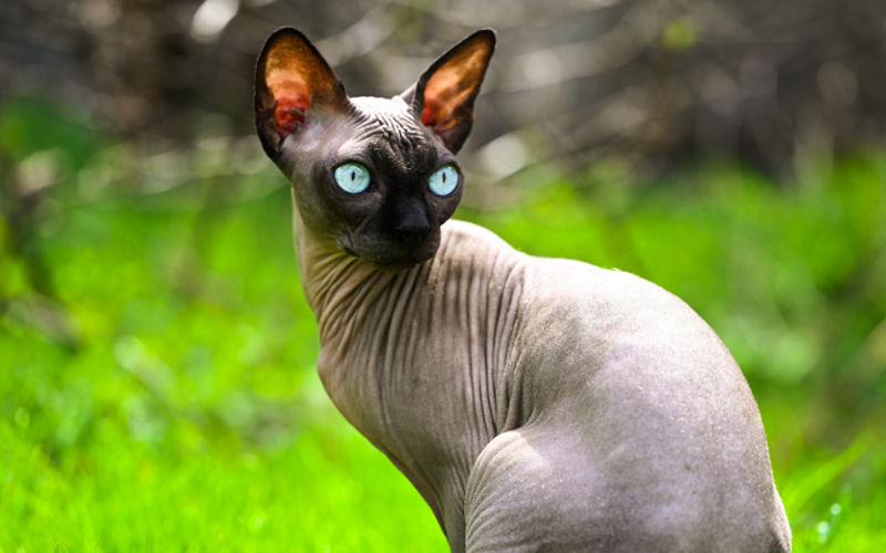The Sphynx Cat: A Mesmerizing and Unique Feline Companion