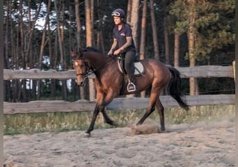 thoroughbred mare 4years 15 2 hh brown leisurehorses eventinghorses showjumpers dressagehorses moeser af2a26a0 ef7a 4fdf 9f2a 649f737848fc