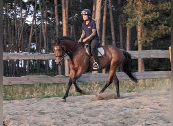 thoroughbred mare 4years 15 2 hh brown leisurehorses eventinghorses showjumpers dressagehorses moeser af2a26a0 ef7a 4fdf 9f2a 649f737848fc