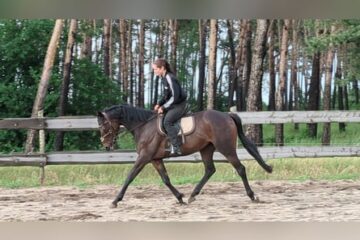 thoroughbred mare 4years 15 3 hh bay dark leisurehorses hunter endurancehorses showjumpers moeser b572d986 7ecc 439a 9e27 d5797d609b74