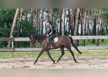 thoroughbred mare 4years 15 3 hh bay dark leisurehorses hunter endurancehorses showjumpers moeser b572d986 7ecc 439a 9e27 d5797d609b74
